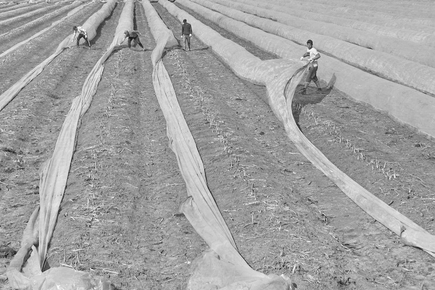 Cultivation of asparagus - Elisa Crestani ( Padova, Italy )