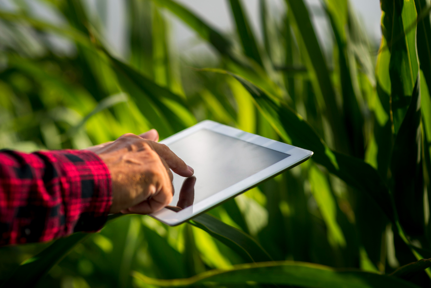 close-up-man-using-tablet-in-field