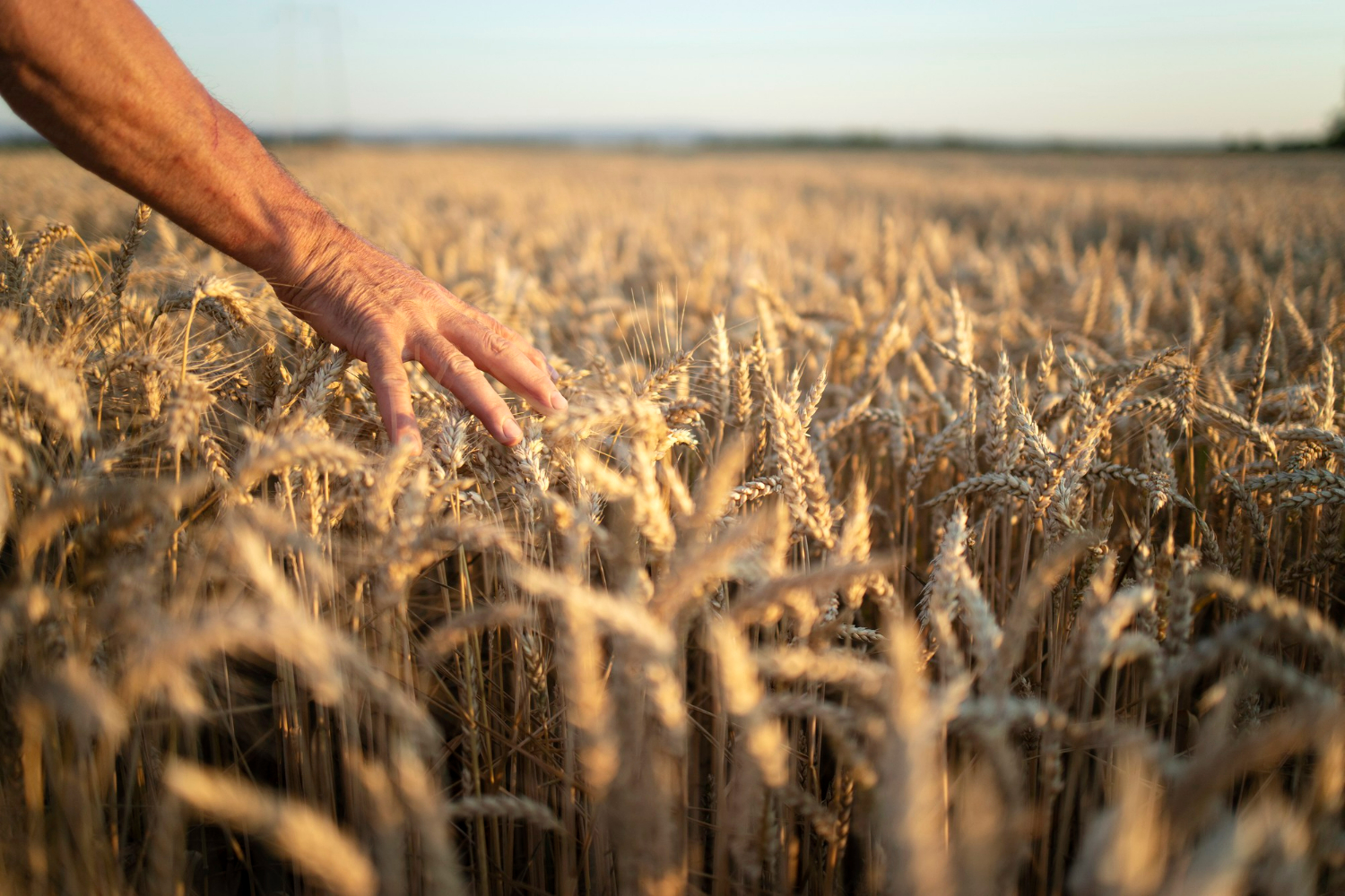 farmers-hands-going-through-crops-in-wheat-field-in-sunset
